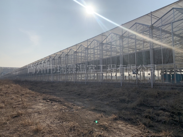 新疆烏魯木齊8240平玻璃溫室